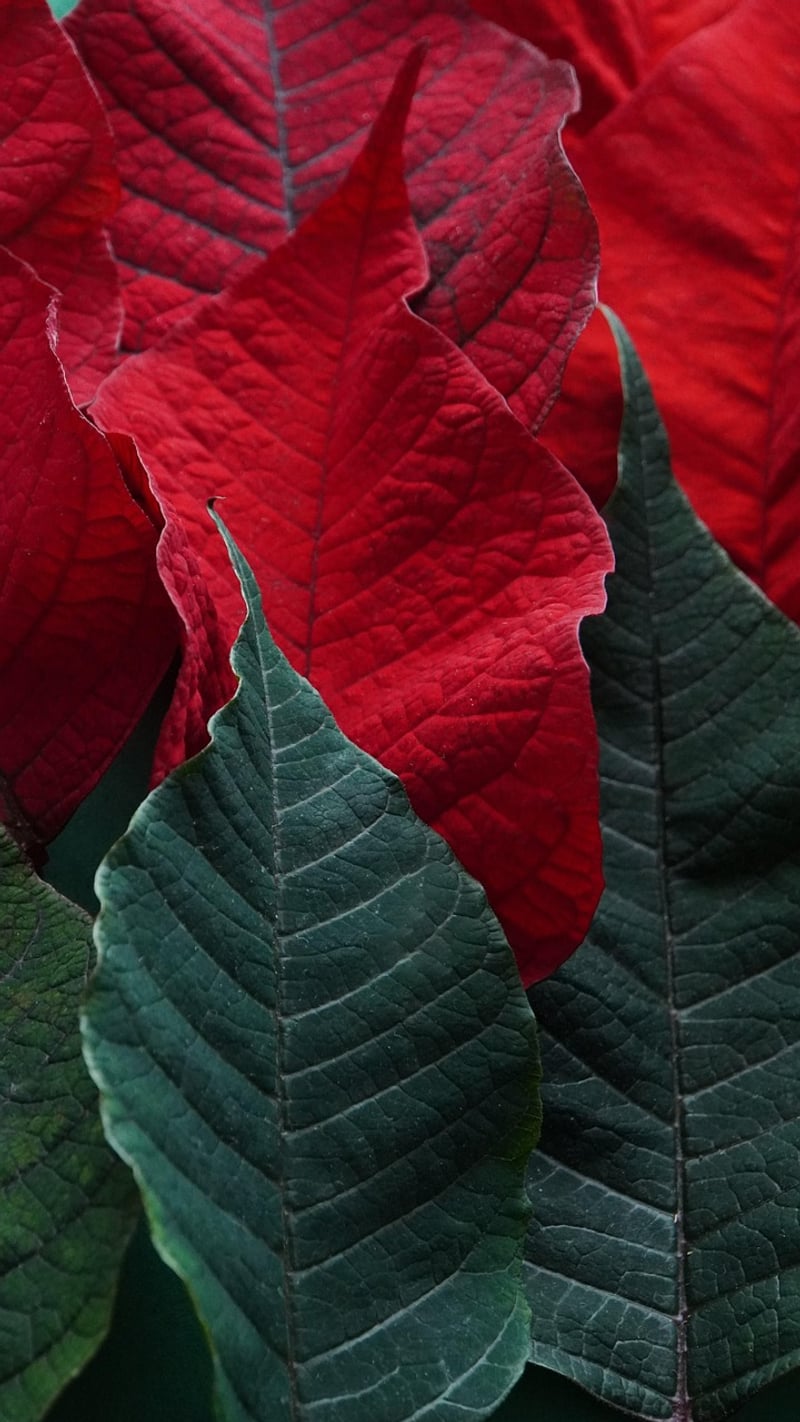 Winter Poinsettias